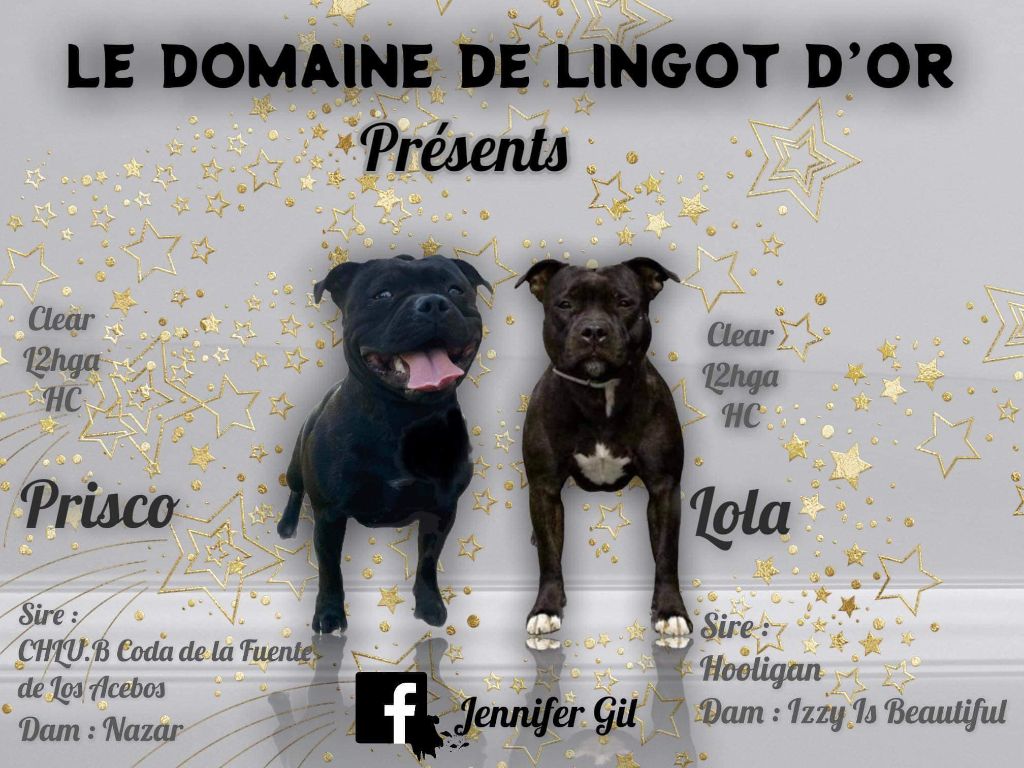 Le Domaine De Lingot D'Or - Staffordshire Bull Terrier - Portée née le 01/11/2021