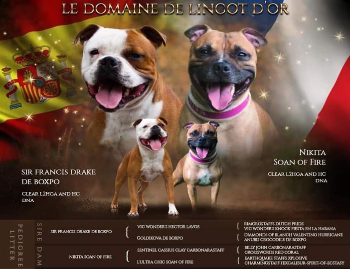 chiot Staffordshire Bull Terrier Le Domaine De Lingot D'Or