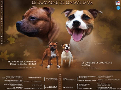 Le Domaine De Lingot D'Or - Staffordshire Bull Terrier - Portée née le 25/04/2024