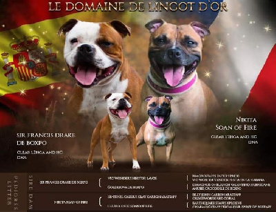 Le Domaine De Lingot D'Or - Staffordshire Bull Terrier - Portée née le 09/01/2023