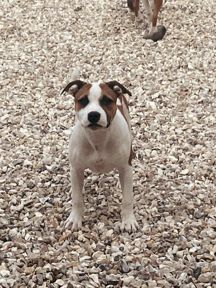 suivie des chiot de nikita et hasko dans leur nouvelle famille