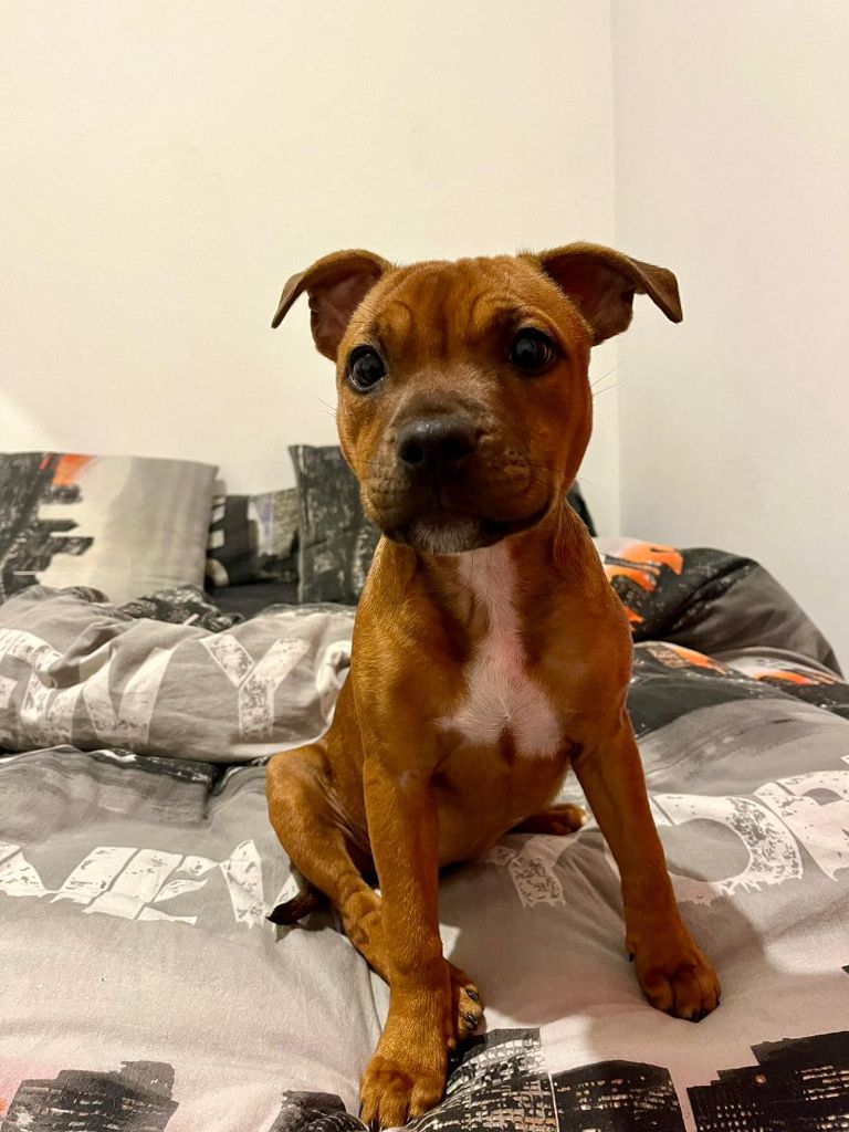 suivie des chiot dans leur famille portée de selva et summer
