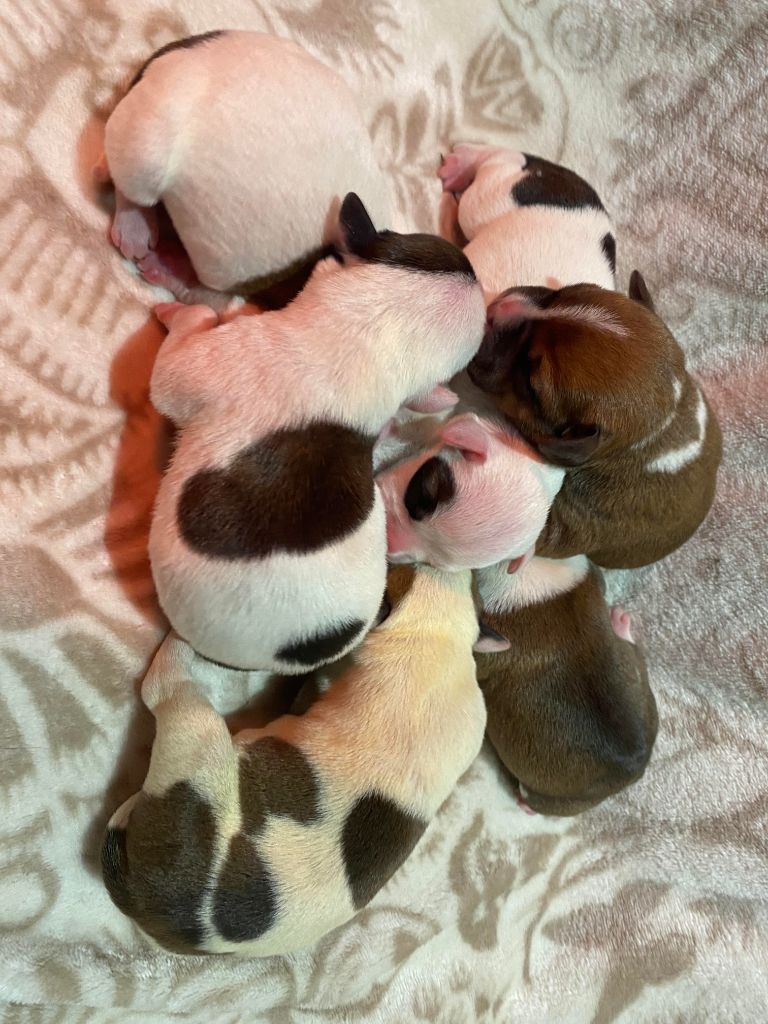 photo des chiot de nikita et hasko 23/03/2021
