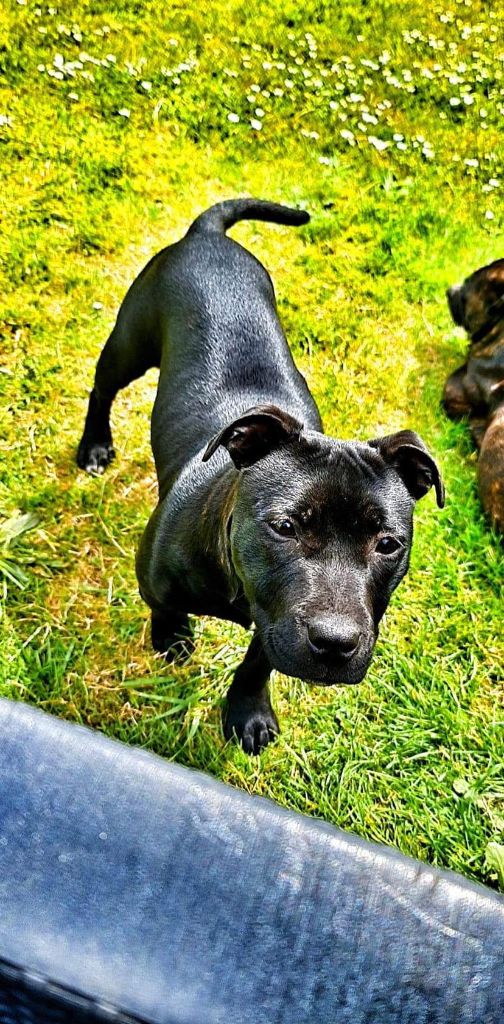 suivie des chiot de lola et prisko dans leur nouvelle famille