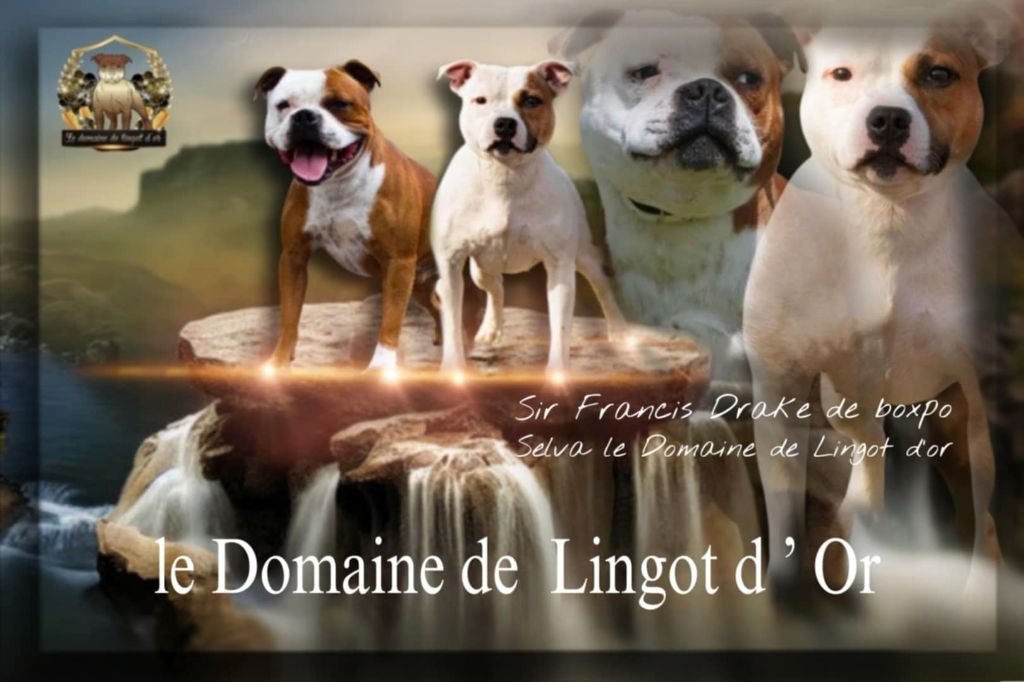 Chiot Staffordshire Bull Terrier Le Domaine De Lingot D'Or