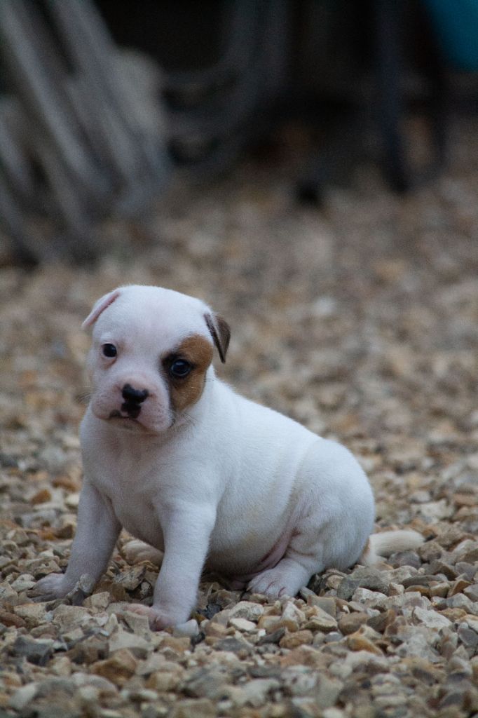 Le Domaine De Lingot D'Or - Chiots disponibles - Staffordshire Bull Terrier