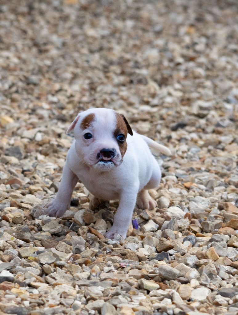 Le Domaine De Lingot D'Or - Chiots disponibles - Staffordshire Bull Terrier