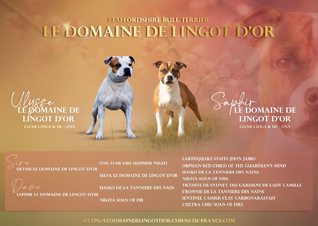 Chiot Staffordshire Bull Terrier Le Domaine De Lingot D'Or