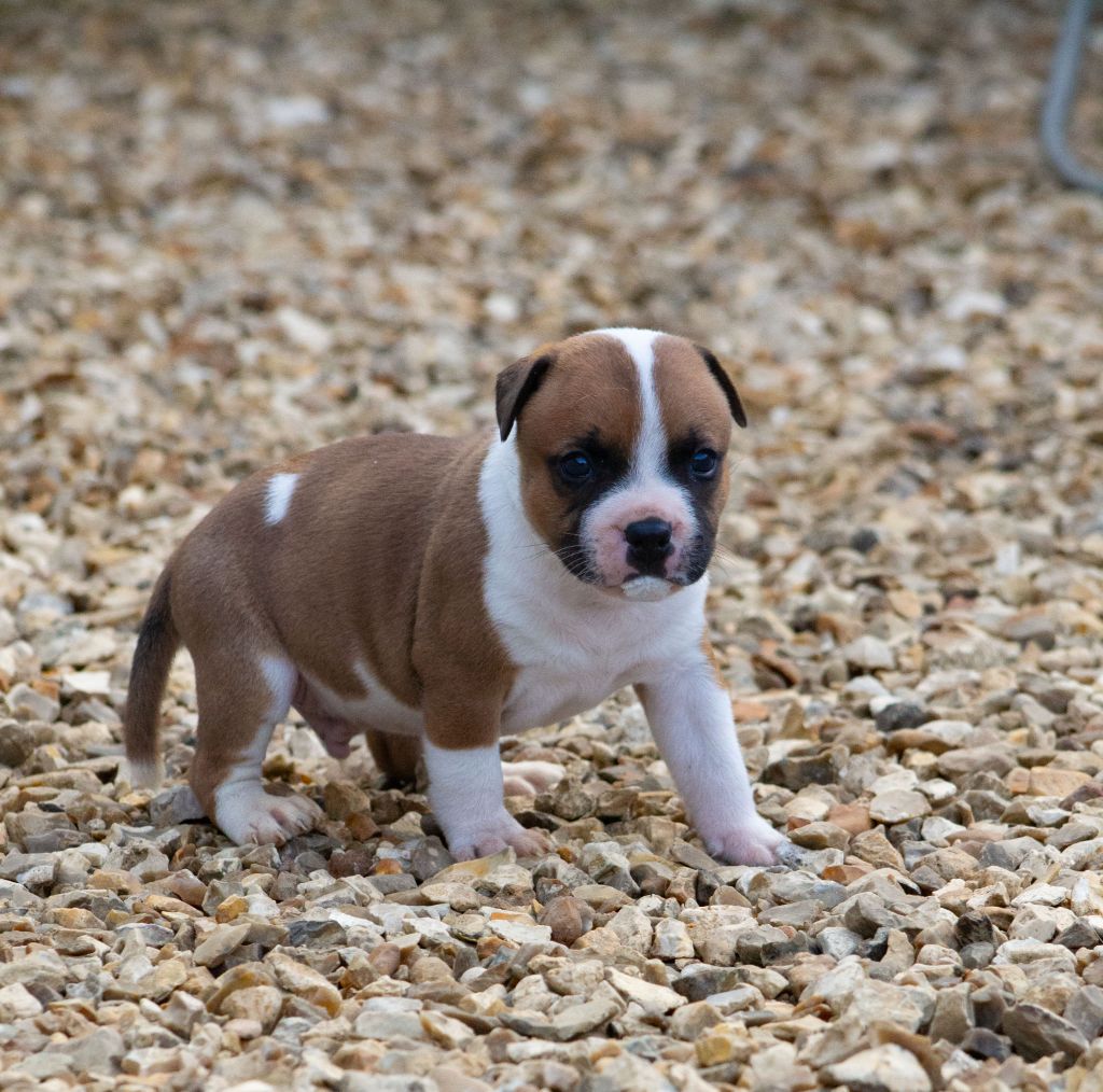 Le Domaine De Lingot D'Or - Chiots disponibles - Staffordshire Bull Terrier