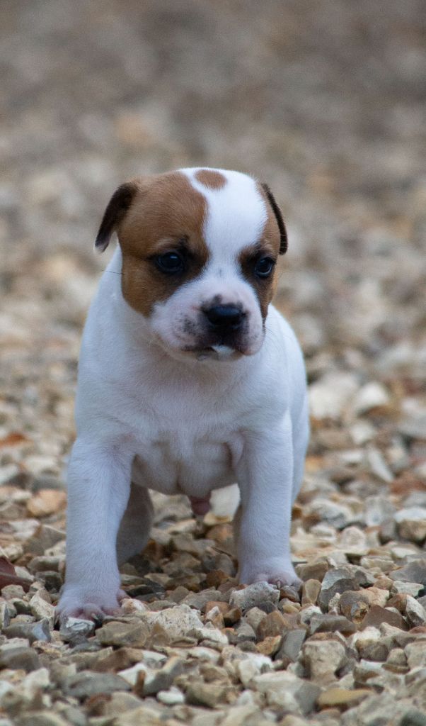 Le Domaine De Lingot D'Or - Chiots disponibles - Staffordshire Bull Terrier